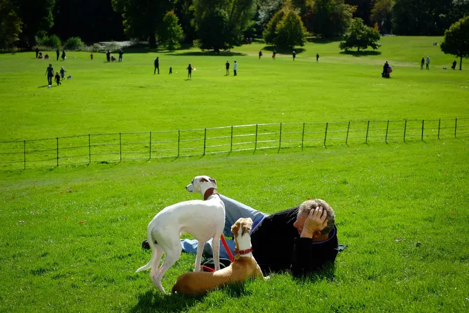 mold removal Jefferson